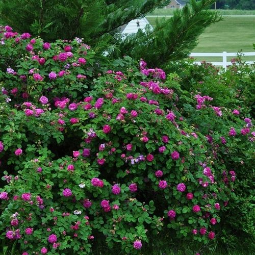 Fioletowy  - Róże pienne - z kwiatami bukietowymi - korona zwisająca